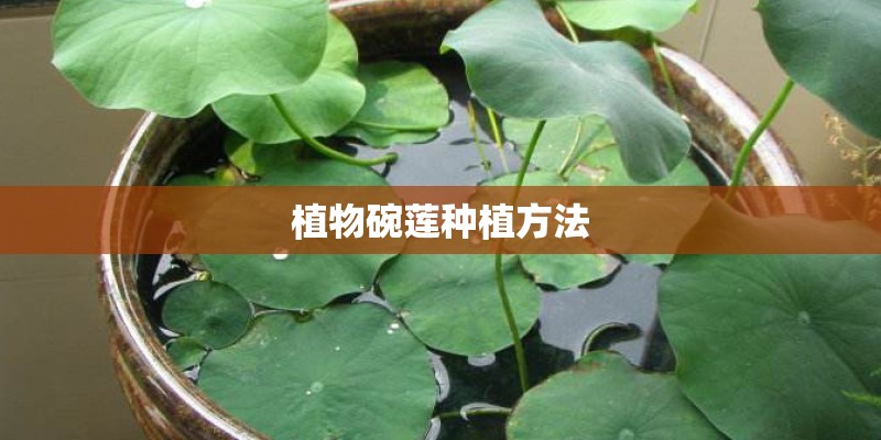 植物碗莲种植方法