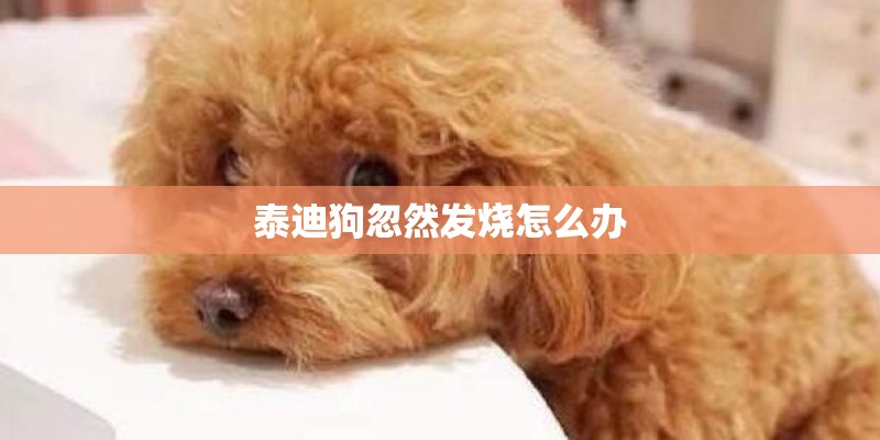 墨兰怎样育苗？