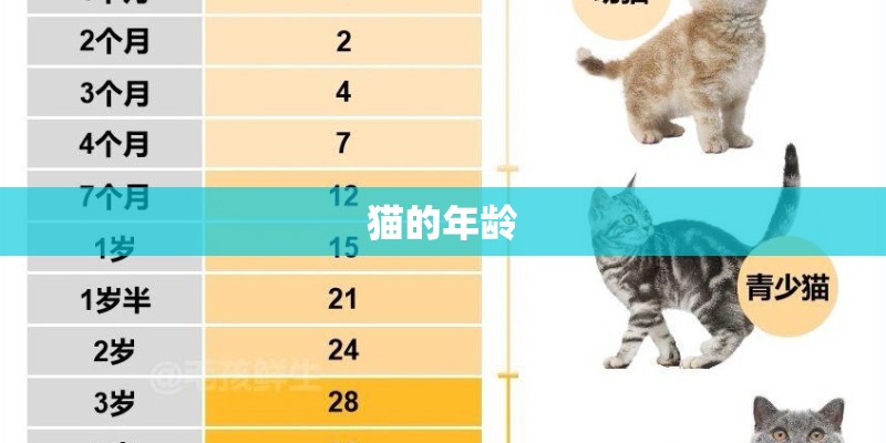 猫的年龄