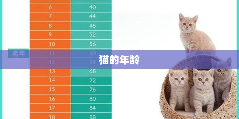 猫的年龄