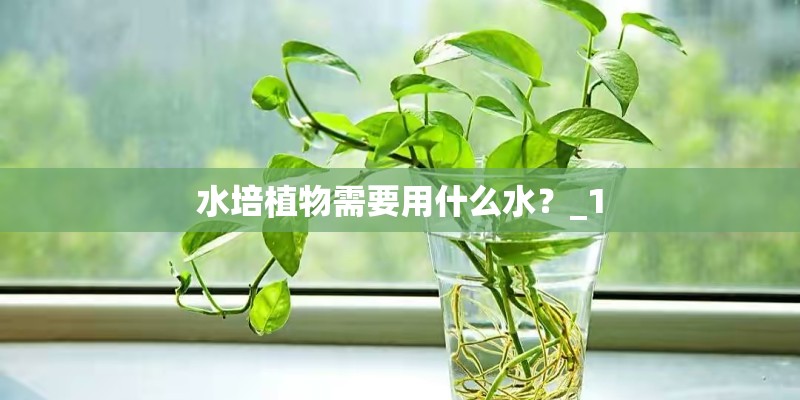 水培植物需要用什么水？_1
