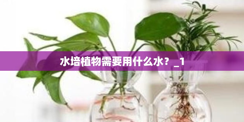 水培植物需要用什么水？_1