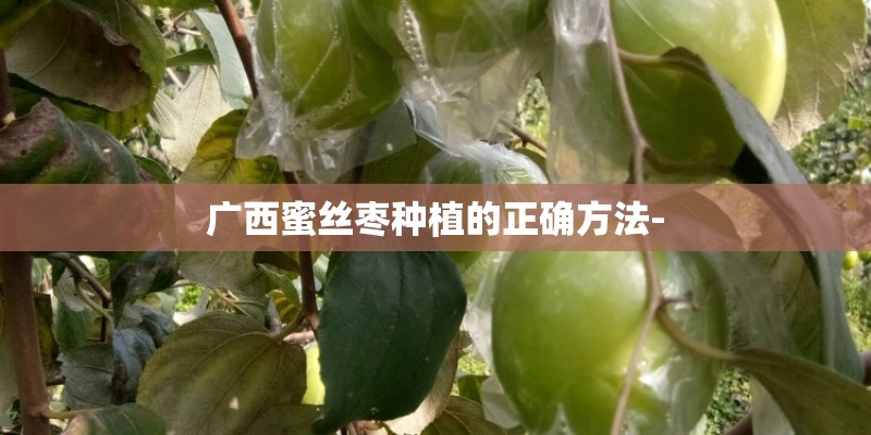 广西蜜丝枣种植的正确方法-