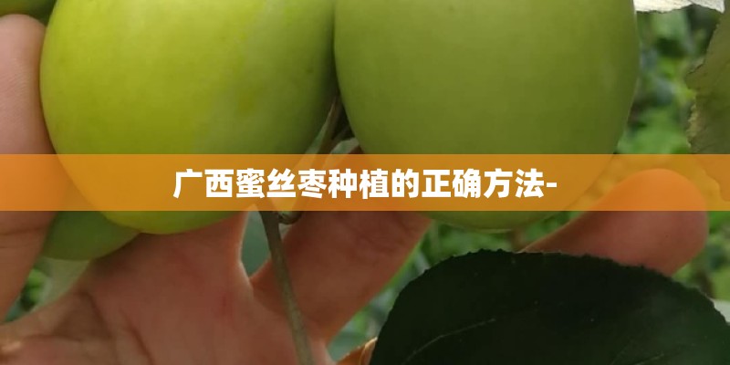 广西蜜丝枣种植的正确方法-