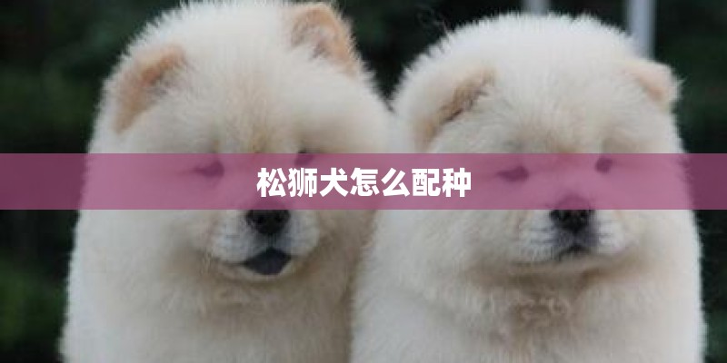 松狮犬怎么配种