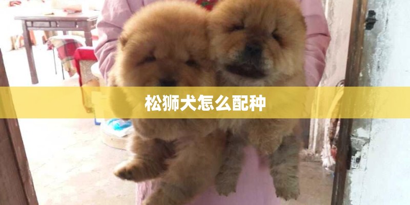松狮犬怎么配种