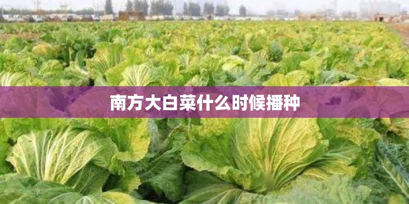 南方大白菜什么时候播种