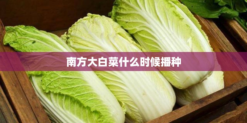 南方大白菜什么时候播种