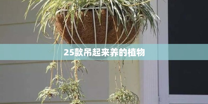 25款吊起来养的植物