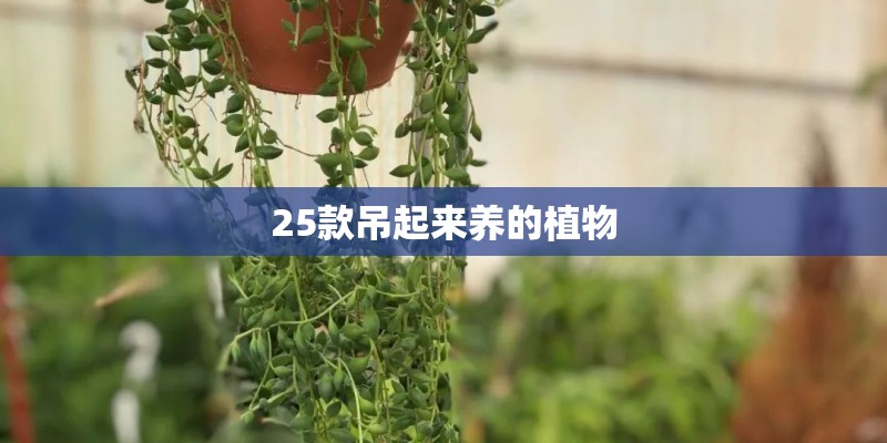 25款吊起来养的植物