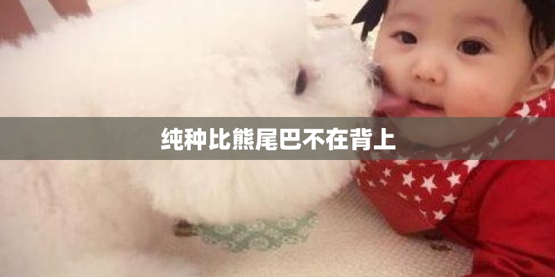 纯种比熊尾巴不在背上