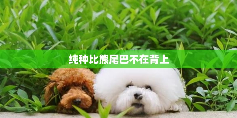 纯种比熊尾巴不在背上