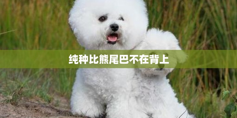纯种比熊尾巴不在背上