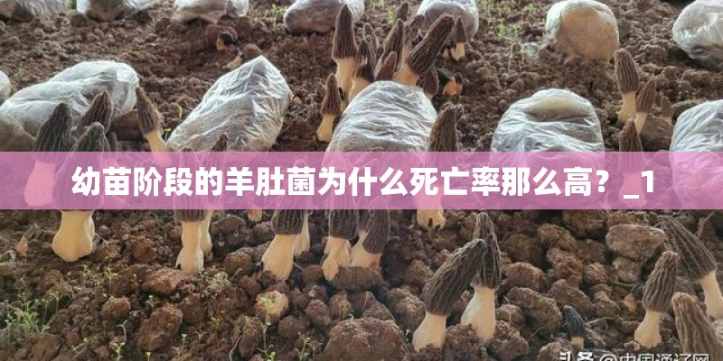 幼苗阶段的羊肚菌为什么死亡率那么高？_1