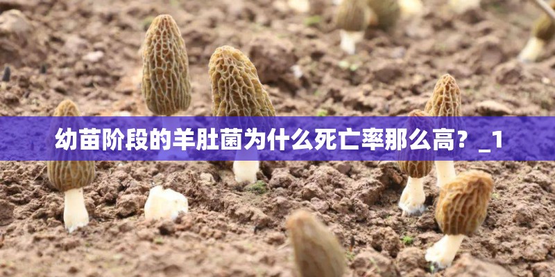 幼苗阶段的羊肚菌为什么死亡率那么高？_1