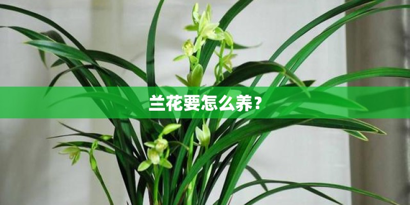 兰花要怎么养？