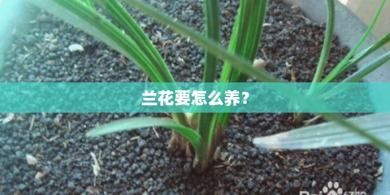 兰花要怎么养？