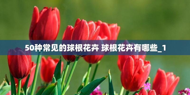 50种常见的球根花卉 球根花卉有哪些_1
