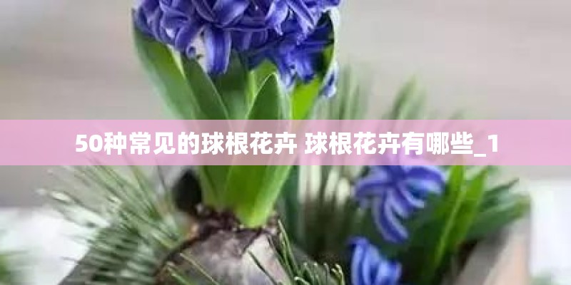 50种常见的球根花卉 球根花卉有哪些_1