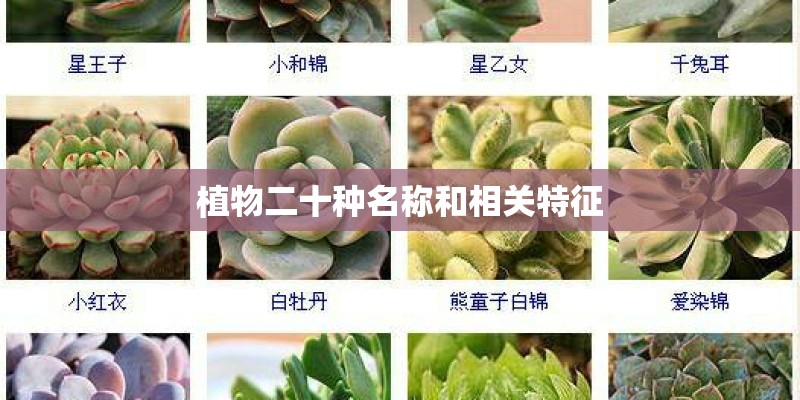 植物二十种名称和相关特征