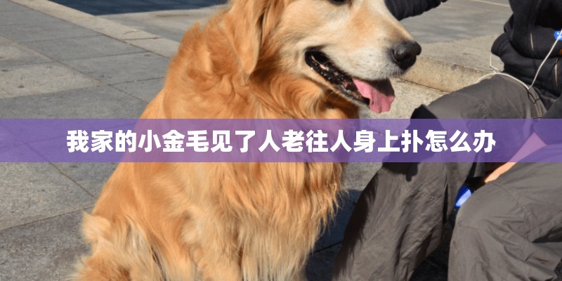 我家的小金毛见了人老往人身上扑怎么办