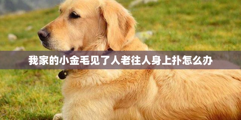 我家的小金毛见了人老往人身上扑怎么办