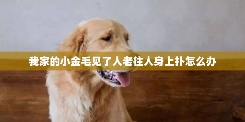 我家的小金毛见了人老往人身上扑怎么办