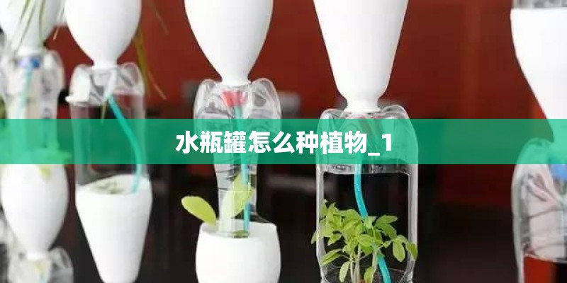 水瓶罐怎么种植物_1