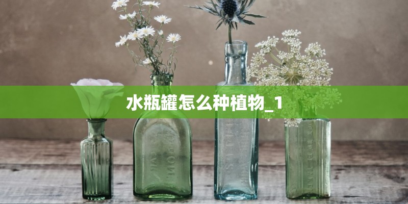 水瓶罐怎么种植物_1