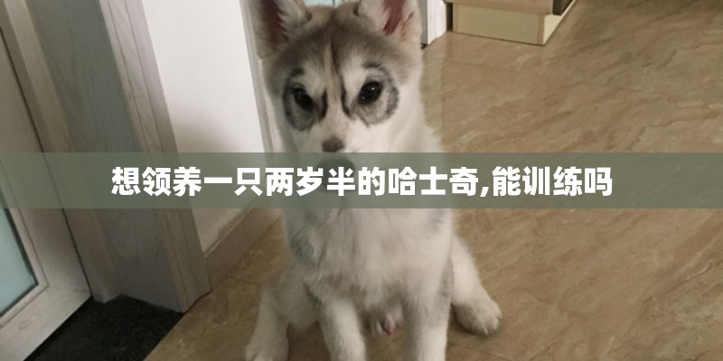 想领养一只两岁半的哈士奇,能训练吗