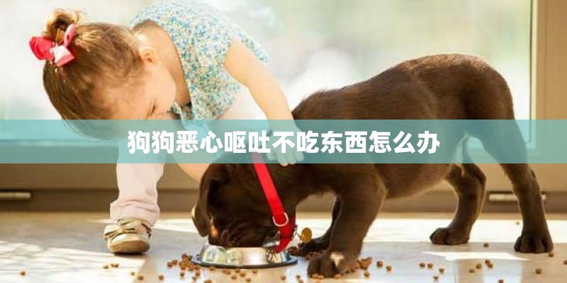狗狗恶心呕吐不吃东西怎么办