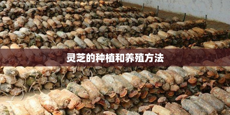 灵芝的种植和养殖方法