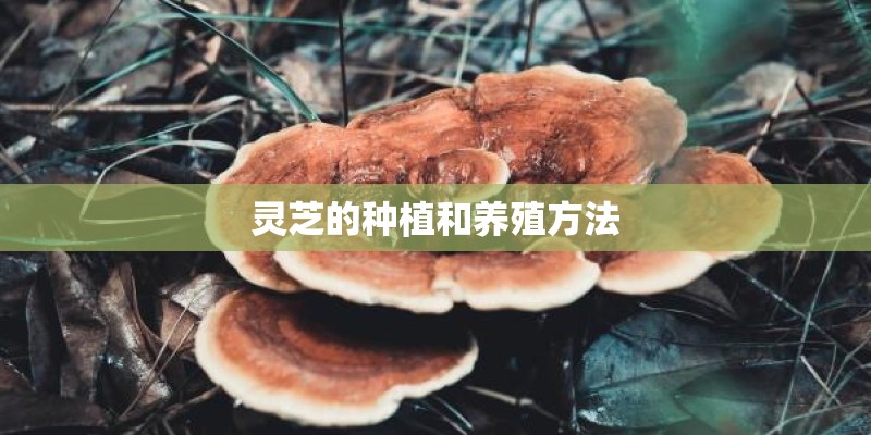 灵芝的种植和养殖方法