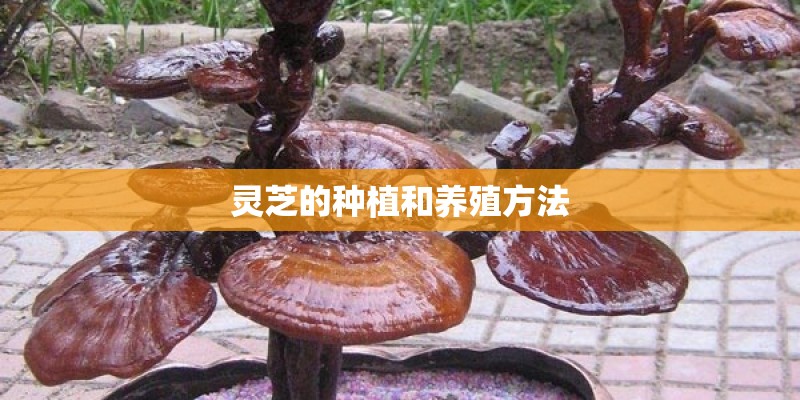 灵芝的种植和养殖方法
