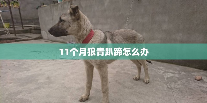 11个月狼青趴蹄怎么办