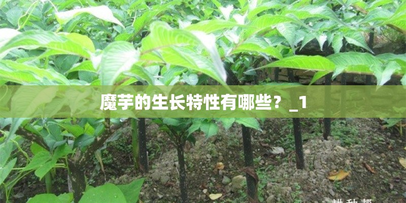 魔芋的生长特性有哪些？_1