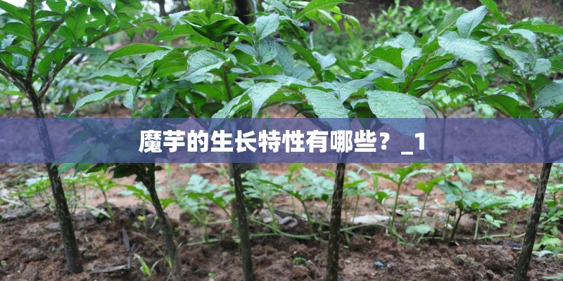 魔芋的生长特性有哪些？_1