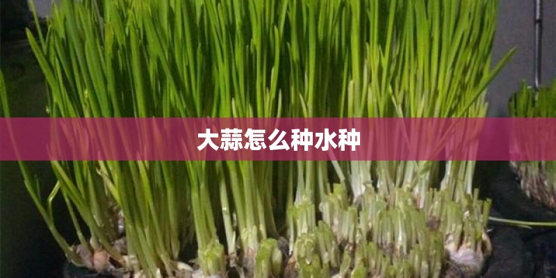 大蒜怎么种水种