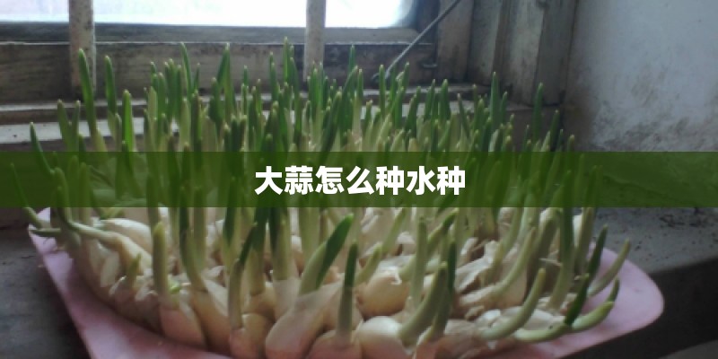 大蒜怎么种水种