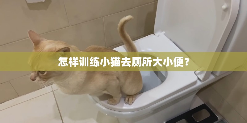 怎样训练小猫去厕所大小便？