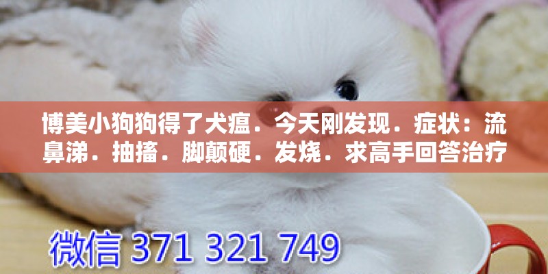 博美小狗狗得了犬瘟．今天刚发现．症状：流鼻涕．抽搐．脚颠硬．发烧．求高手回答治疗办法