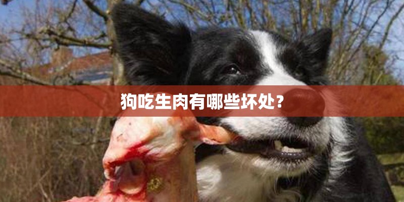 狗吃生肉有哪些坏处？