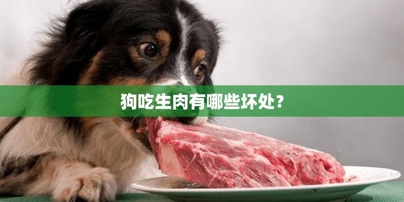 狗吃生肉有哪些坏处？