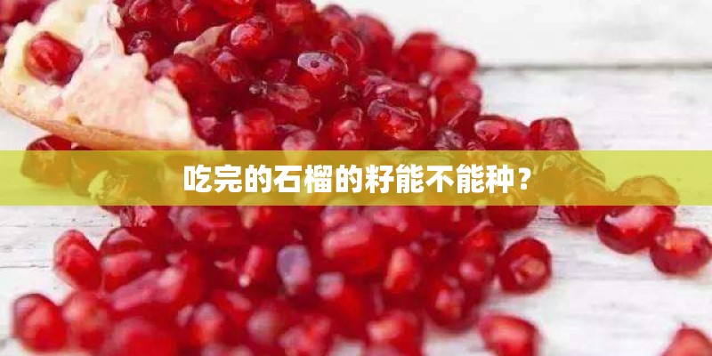 吃完的石榴的籽能不能种？