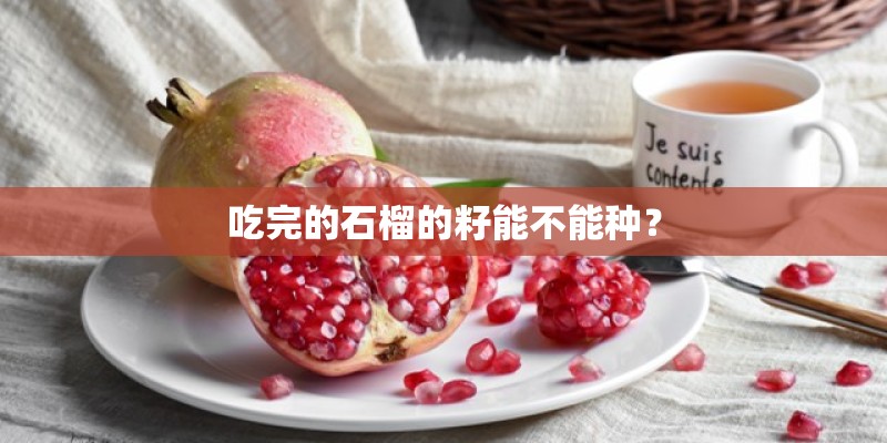 吃完的石榴的籽能不能种？