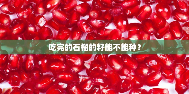 吃完的石榴的籽能不能种？