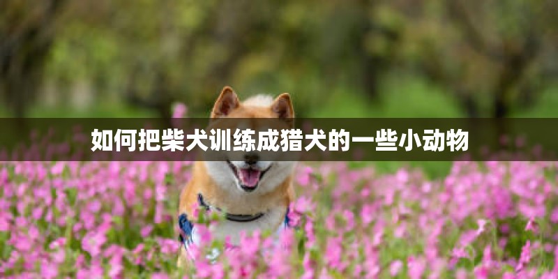 如何把柴犬训练成猎犬的一些小动物
