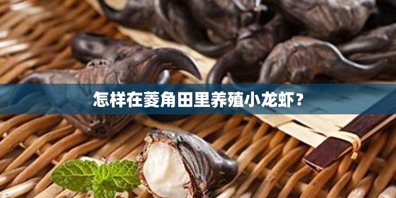 怎样在菱角田里养殖小龙虾？