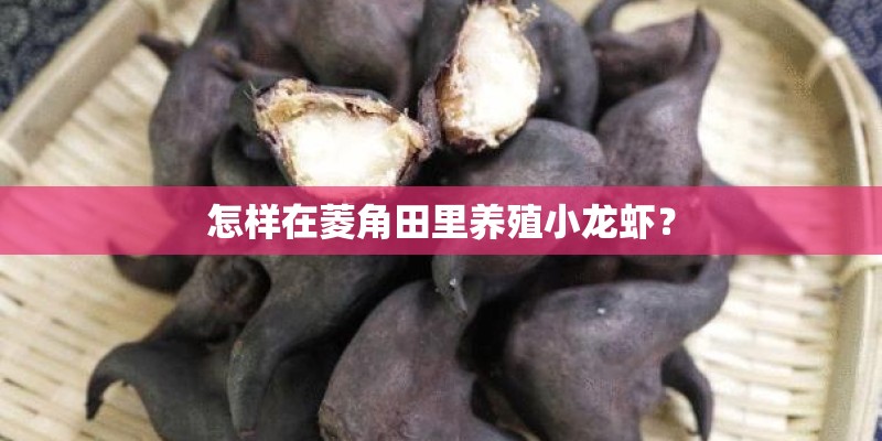 怎样在菱角田里养殖小龙虾？