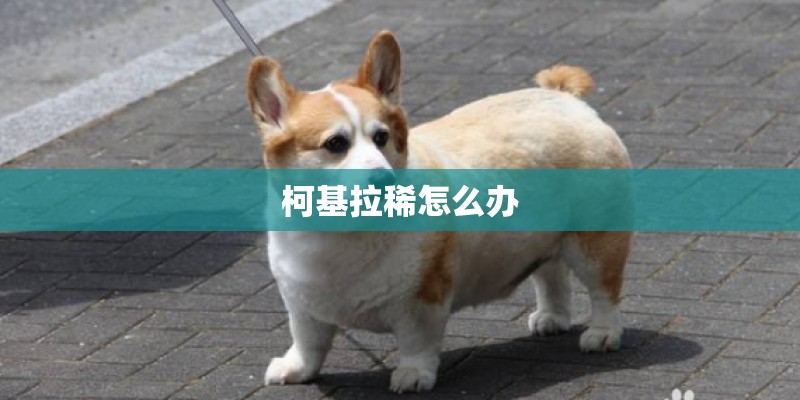 柯基拉稀怎么办